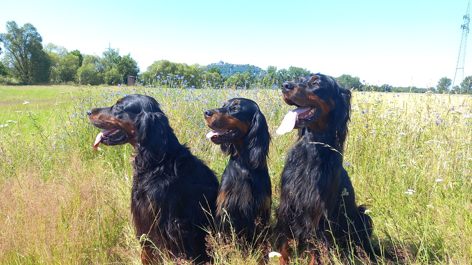 Esta, Ira und Hella vom Marburger Land