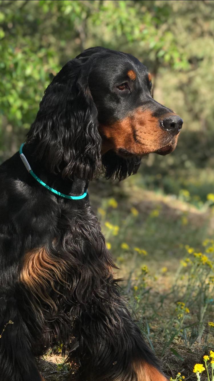 Filou