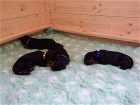 vier bunte Hunde schlafen
